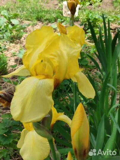 Ирисы цветы многолетние сортовые