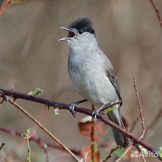 Черноголоваяславка