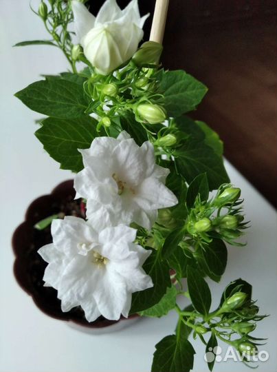 Кампанула, (невеста)