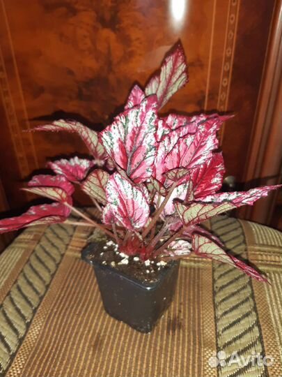 Бегония декоративно - лиственная