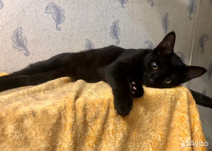 Котёнок подросток