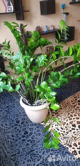 Долларовое дерево. Замиокулькас