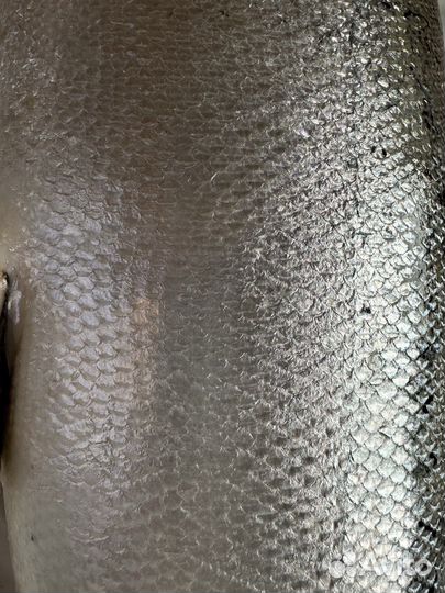 Сёмга дичка от 2-11 кг