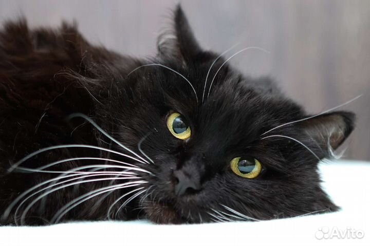 Трехлапка с непростой судьбой