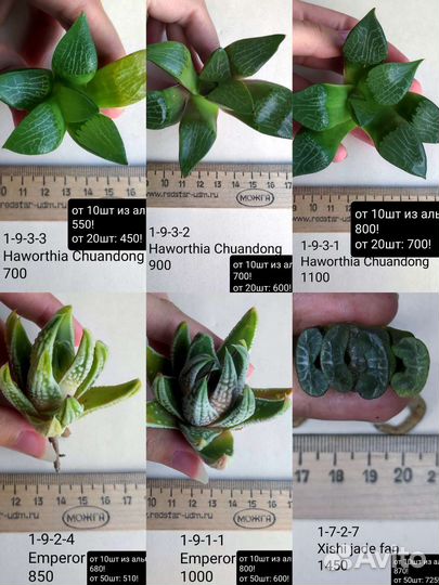 Суккуленты, хавортии 1/3