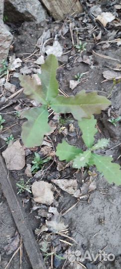 Молодые дубки