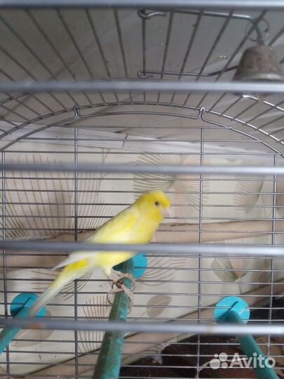 Продам кенора