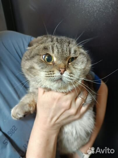 Котик мальчишка