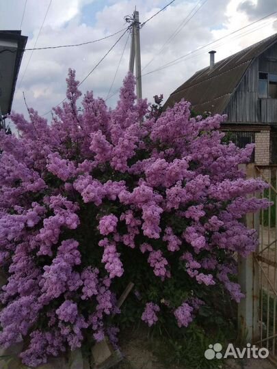 Саженцы сирени и Юкка