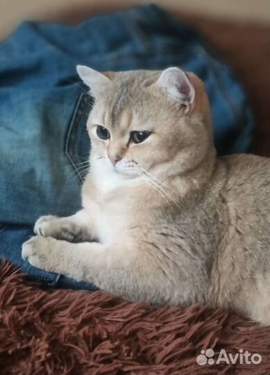 Кот на вязку