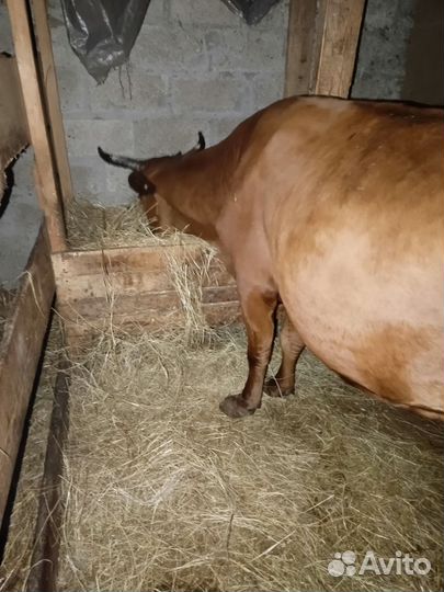 Продается корова. Шестым отёлом. Молоко вкусное