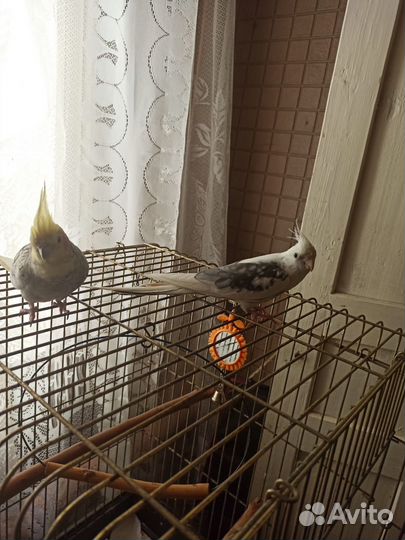 Попугай корелла