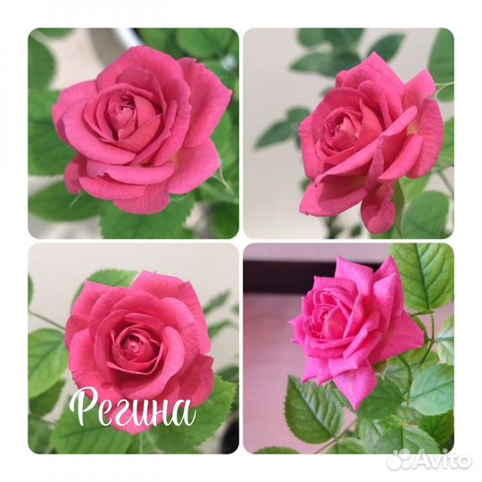 Комнатная роза