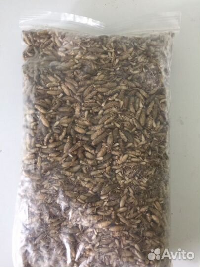 Замороженные сверчки