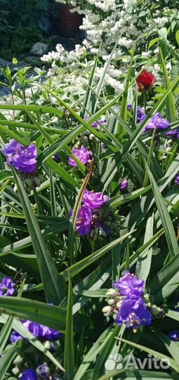 Цветы для сада