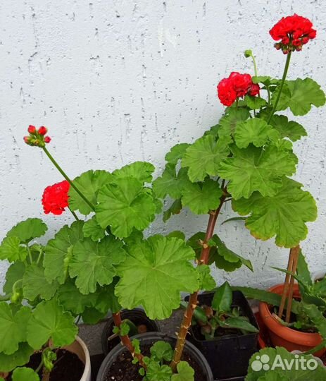 Пеларгония герань розовидная редкая