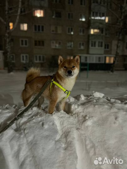 Сиба ину на вязку