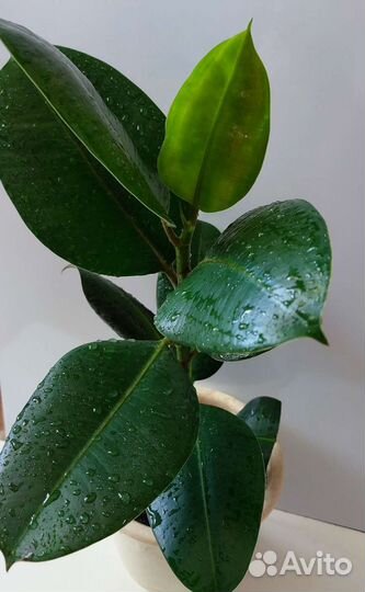 Фикус каучуконосный