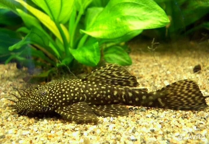 Аквариумные рыбки,живой корм