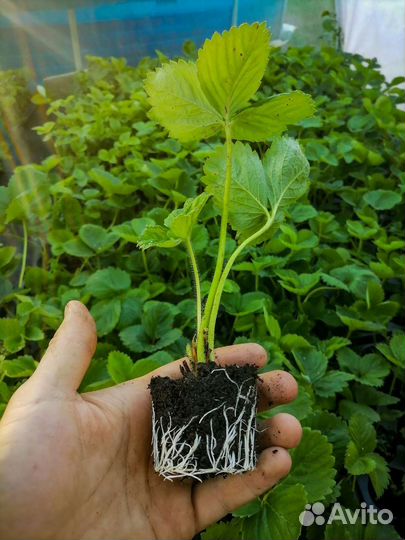 Рассада клубники