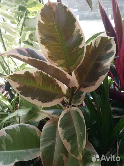 Фикус эластика тинеке