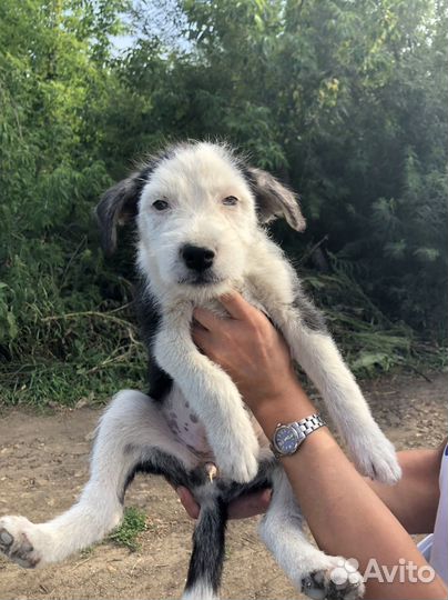 Щенки даром