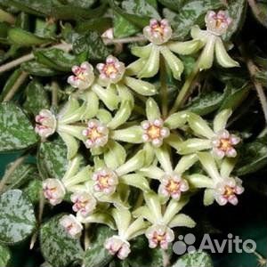 Хойя куртиси сплэш