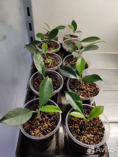 Баньян или Бенгальский фикус - укоренные черенки