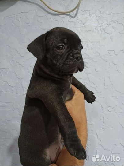 Собаки щенки французский бульдог