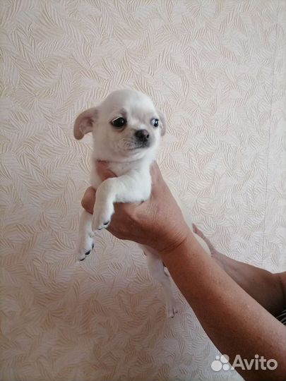 Щенки чихуахуа мальчики