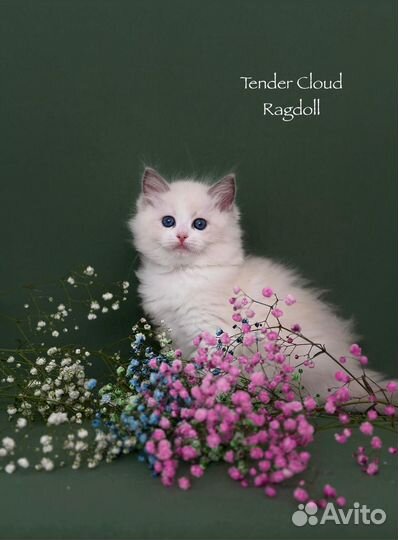 Котенок рэгдолл
