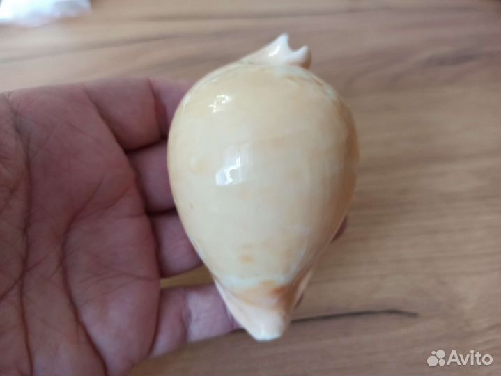 Морская раковина