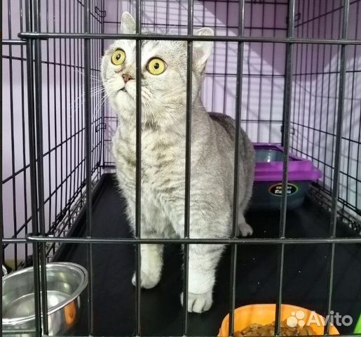 Передержка кошек с ветеринарным уходом