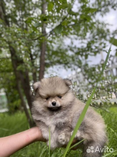 Померанский шпиц