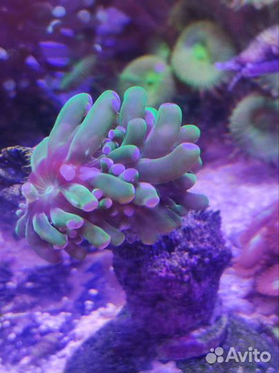 Морские кораллы для аквариума