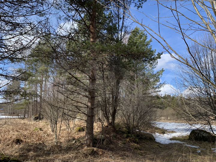 Участок 25 сот. (ИЖС)