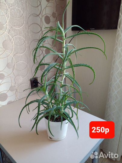 Толстянка(денежное дерево),алоэ (лечебное)