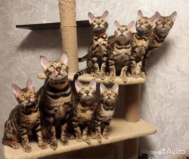 Бенгальские котята