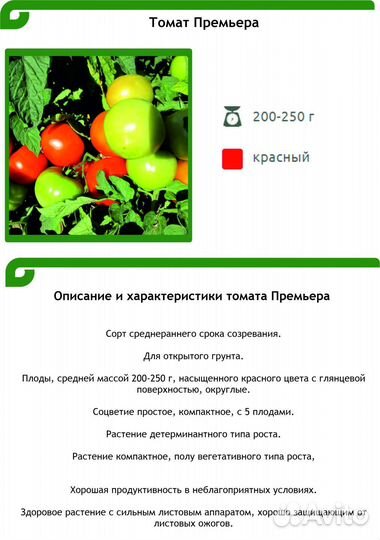 Рассада помидор (сорт Премьера)