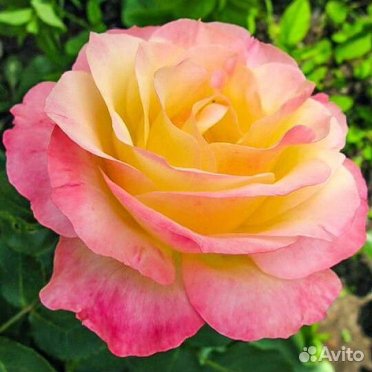 Саженцы голландских роз