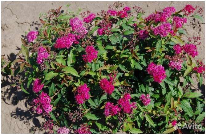 Саженцы спиреи