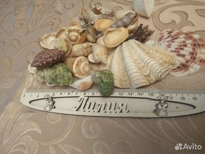 Раковины морские