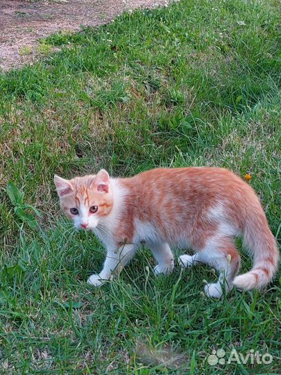 Котята в добрые руки бесплатно