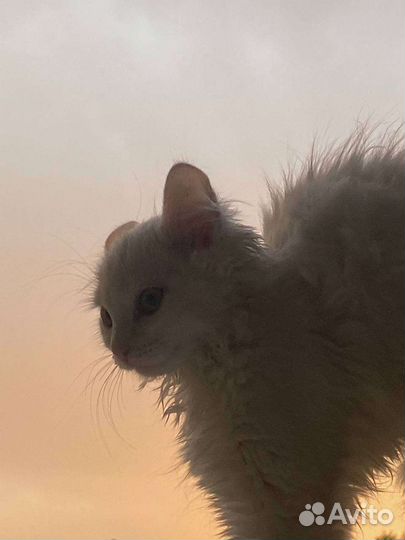 Кошка в дар бесплатно