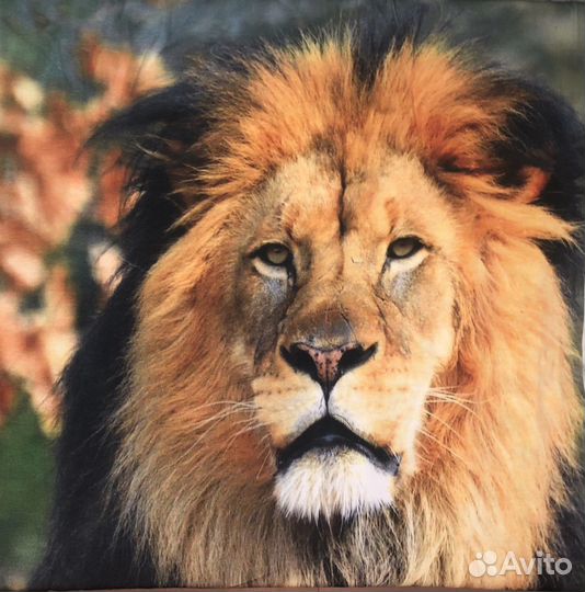 Кулирка с лайкрой ткань