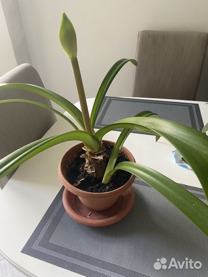 Хлорофитум в горшке