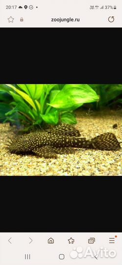 Сомик анциструс