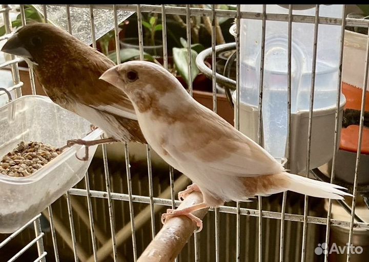 Японская амадина, птенцы