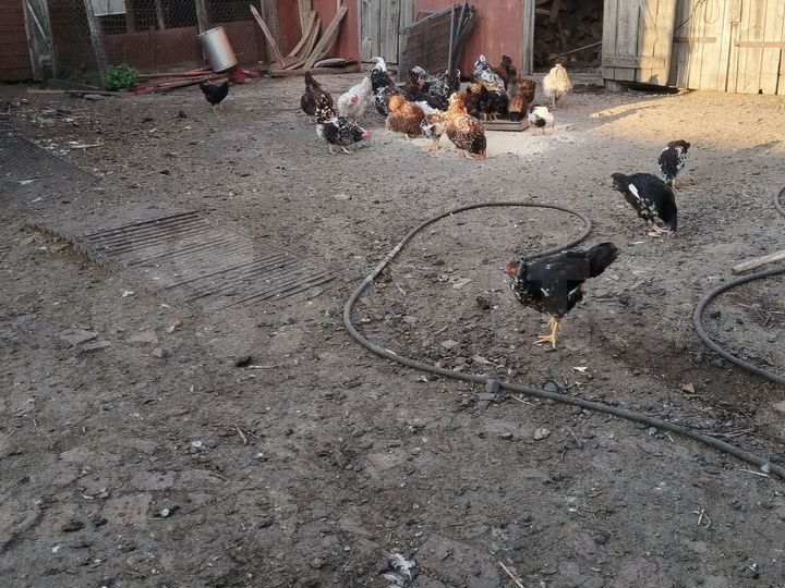 Дом 75 м² на участке 50 сот.