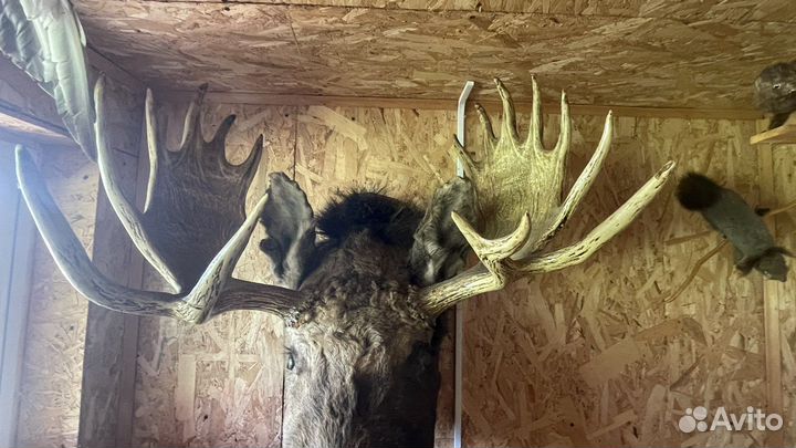 Чучело головы лося
